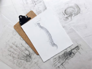 A document detailing the anatomy of the human spine